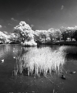 Rollei Infra-Red IR400 35mm Ornano / Bellini Nucleol BF200 Pyrocat B&W Film Developer