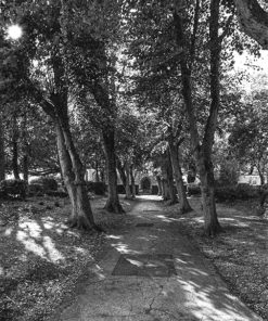 Kodak Double-X 5222 Black & White Film