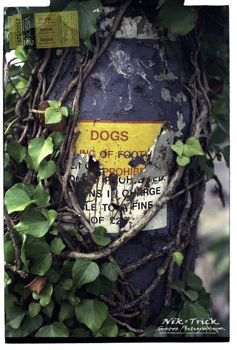 Kodak Vision3 250D 5207 Motion Picture Film ~ 35mm 30 Exposures - Image 4