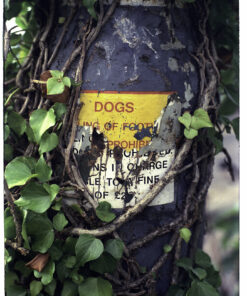 Kodak Vision3 250D via Nik & Trick C41 Add On