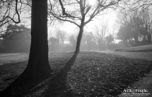 Rollei RPX100 35mm B&W Film