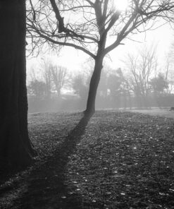 Rollei RPX100 35mm B&W Film