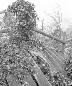 Bergger Pancro 400 in Hydrofen