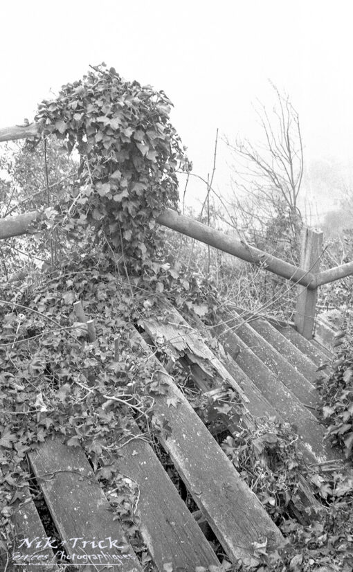 Bergger Pancro 400 in Hydrofen