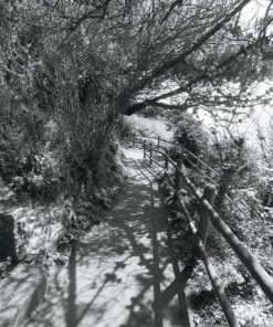 Kodak Tmax P3200 High Speed B&W Film