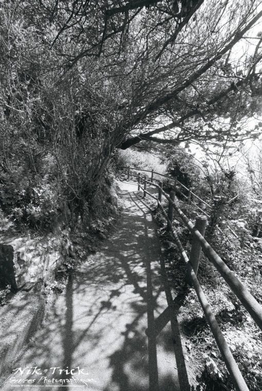 Kodak Tmax P3200 High Speed B&W Film