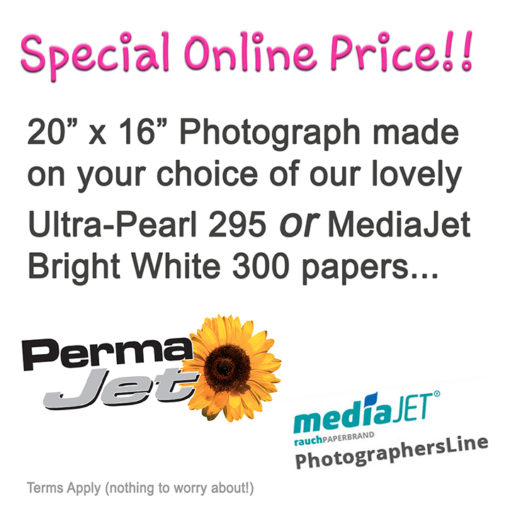 Pro Quality 20x16 Photograph Made on Ultra-Pearl