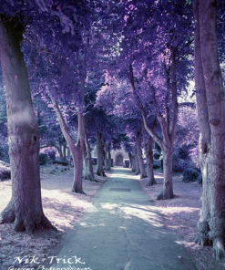 Lomochrome Purple XR Film