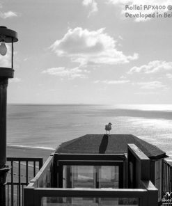 Rollei RPX 400 120 Roll BelliniFoto Duo-Step