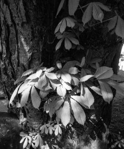 BelliniFoto Duo-Step aka Liquid Diafine