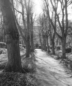 Kodak Double-X in N&T Dichotomic