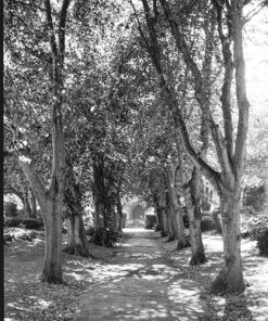 Shanghai GP3 ~ 100asa Black & White Film 120 Roll