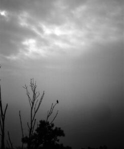 Kodak Tmax100 in BelliniFoto Hydrofen
