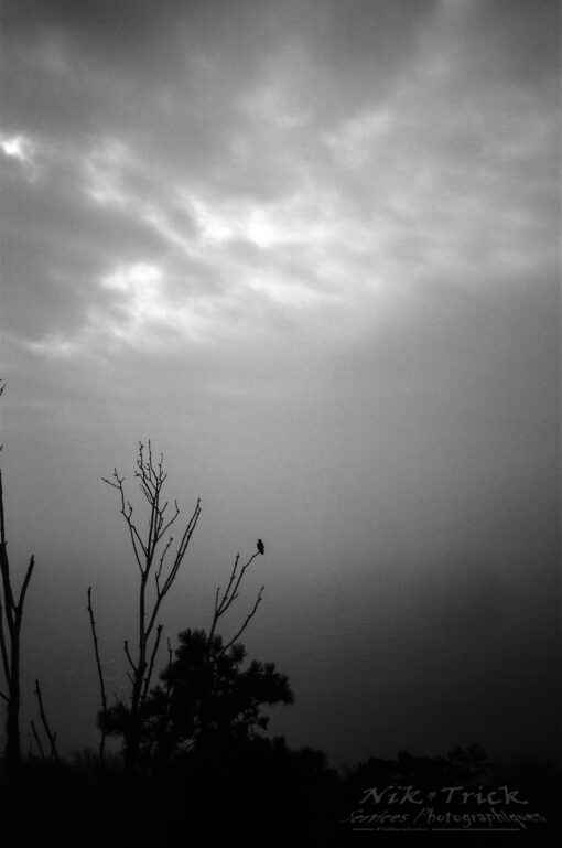 Kodak Tmax100 in BelliniFoto Hydrofen