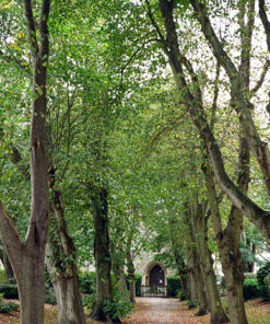 Kodak Gold 200 35mm Colour Print Film