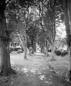 Orwo UN54 Pyrocat-HD