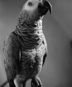 Kodak Double-X in Pyrocat-HD