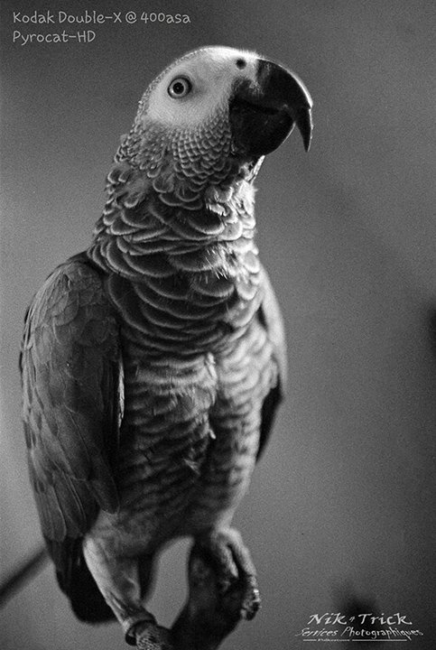 Kodak Double-X in Pyrocat-HD