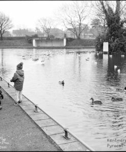 Kentmere PAN 400 120 Roll Film in Pyrocat-HD