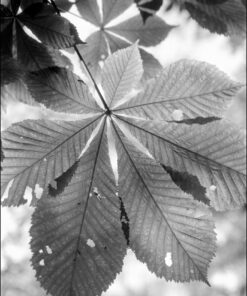 Our good cutsomer Simon has kindly allowed us to share his results from our Crawley FX-55 with Rollei RPX100