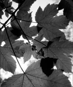 Our good cutsomer Simon has kindly allowed us to share his results from our Crawley FX-55 with Rollei RPX100