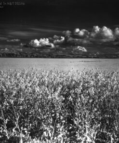 DS10e Eco B&W Film Developer by Nik & Trick