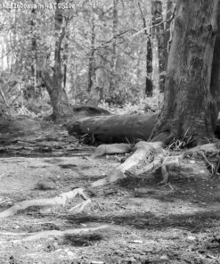 Kentmere 400 in DS10e Eco B&W Film Developer by Nik & Trick
