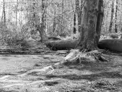 Kentmere 400 in DS10e Eco B&W Film Developer by Nik & Trick