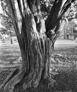 Nik & Trick's FX-2 High Resolution B&W Film Developer