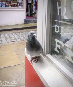 Colin the Pigeon Plush Toy