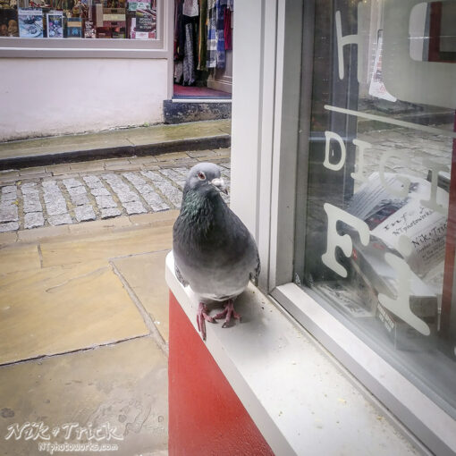 Colin the Pigeon Plush Toy